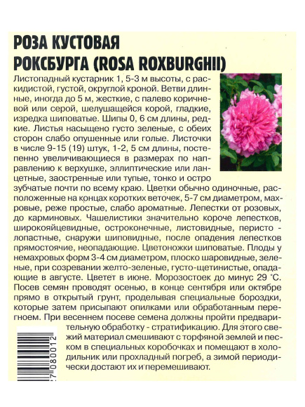 Роза кустовая Роксбурга [Семена редких растений] купить с доставкой