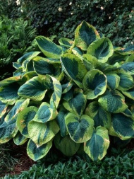 Хоста Фрэнсис Уильямс (Frances Williams) [L]