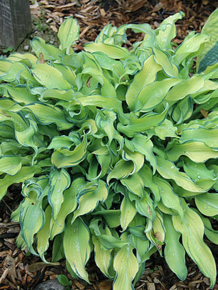 Хоста Риппл Эффект (Ripple Effect) [M] купить с доставкой