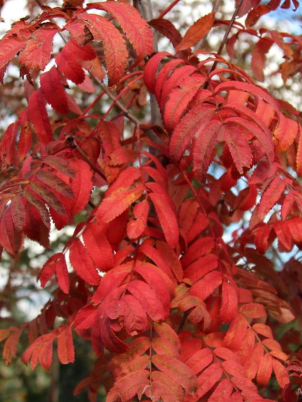 Рябина Алая Крупная купить с доставкой