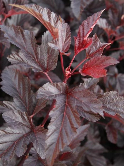 Пузыреплодник Леди ин Ред (Lady in Red) купить с доставкой