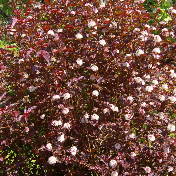 Куст пузыреплодника калинолистного Леди ин Ред (Physocarpus opulifolius Lady in Red)