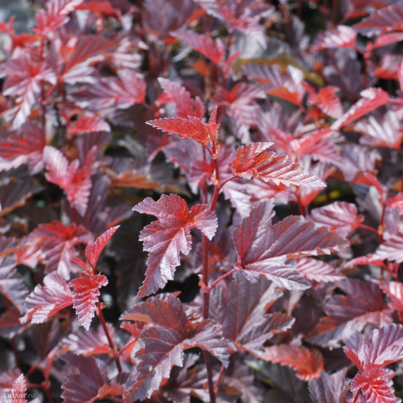 Пузыреплодник Леди ин Ред (Lady in Red) купить с доставкой