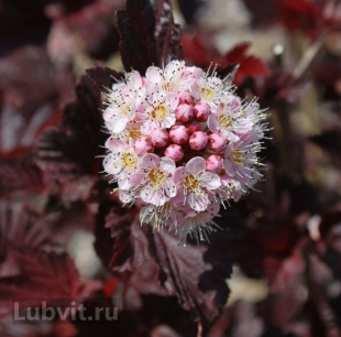 Пузыреплодник Леди ин Ред (Lady in Red)