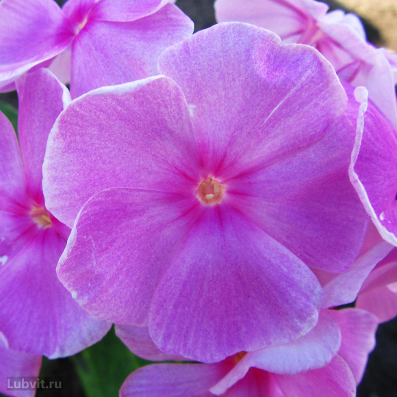 Флокс Владимир купить с доставкой