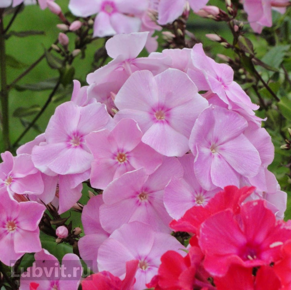 Флокс Владимир купить с доставкой