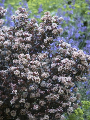 Пузыреплодник Литтл Джокер (Little Joker)