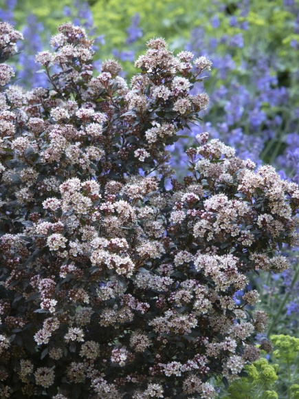 Пузыреплодник Литтл Джокер (Little Joker) купить с доставкой