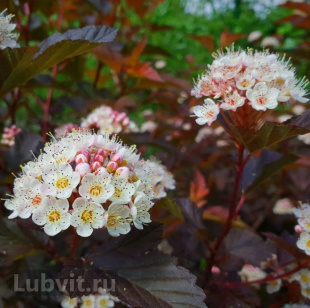 Пузыреплодник Литтл Джокер (Little Joker)