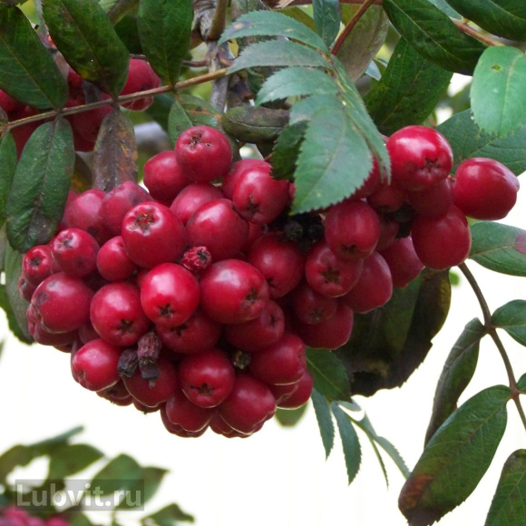 Рябина Титан купить с доставкой