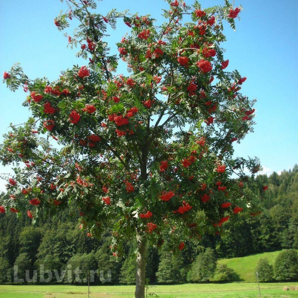 Рябина Титан купить с доставкой