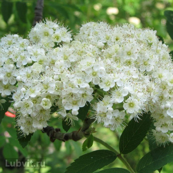 Рябина Титан купить с доставкой