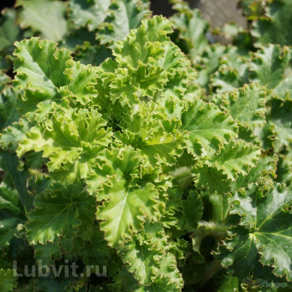 Гейхера Малахит (Malachite) купить с доставкой