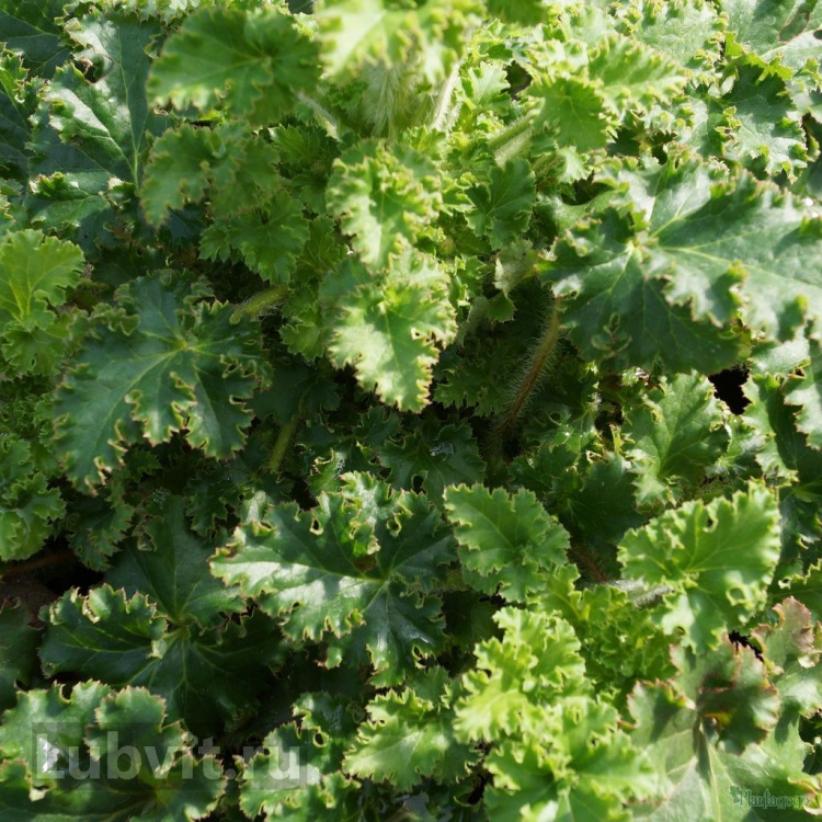 Гейхера Малахит (Malachite) можно купить недорого с доставкой в питомнике Любвитский
