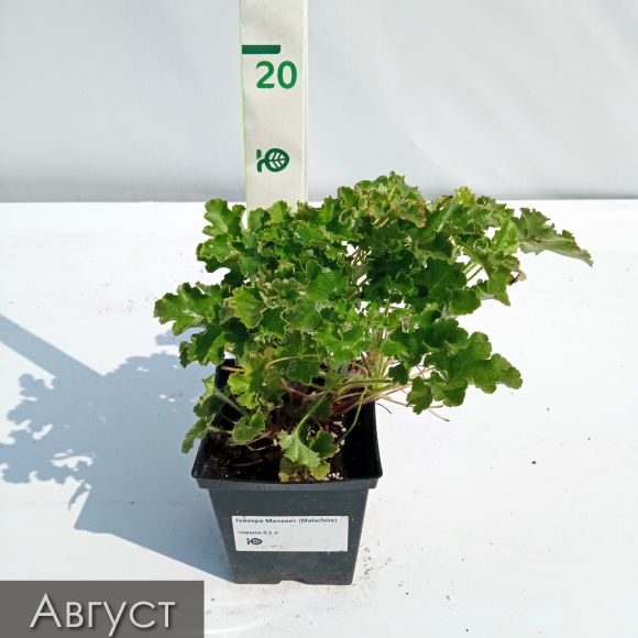 Гейхера Малахит (Malachite) купить с доставкой