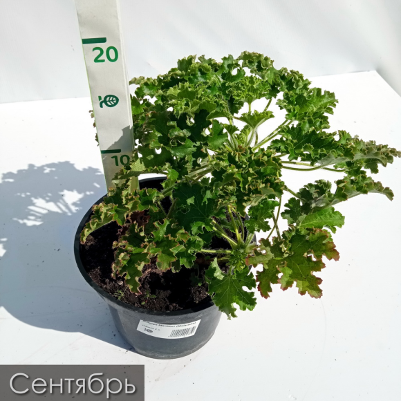 Гейхера Малахит (Malachite) купить с доставкой