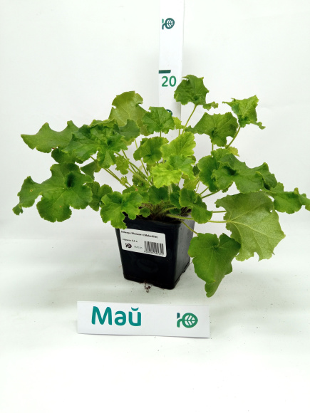 Гейхера Малахит (Malachite) купить с доставкой