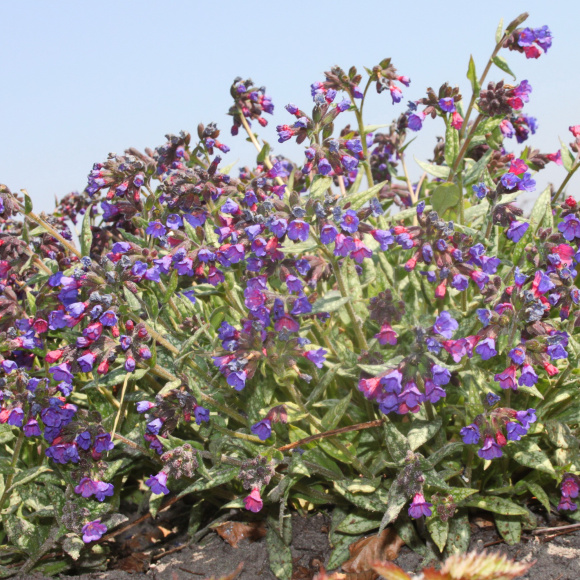 Медуница Марджери Фиш (Margery Fish) купить с доставкой