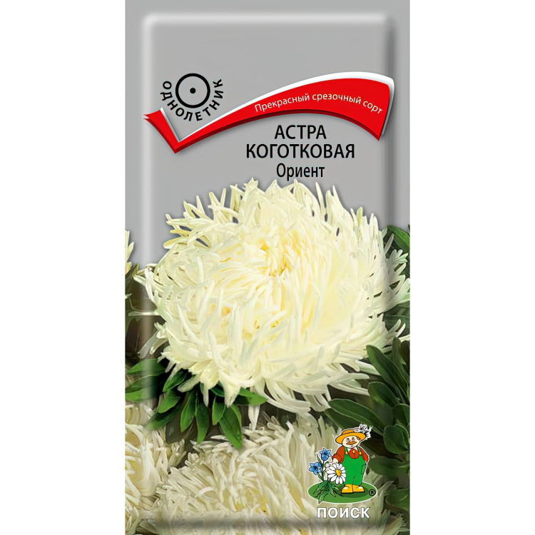 Астра коготковая Ориент (Поиск) можно купить недорого с доставкой в питомнике Любвитский