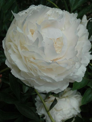 Пион Соланж (Solange)