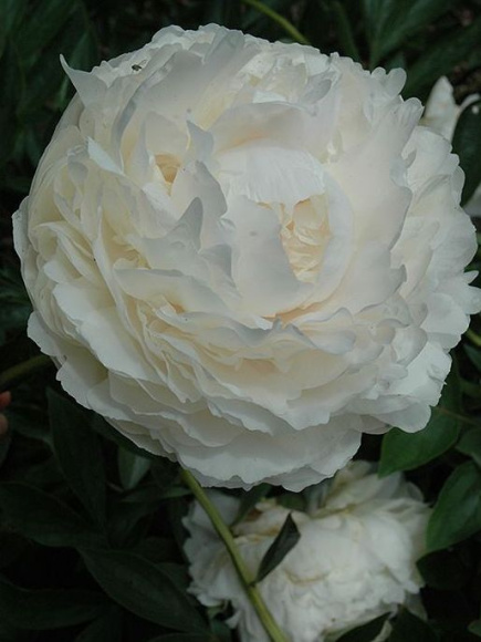 Пион Соланж (Solange) купить с доставкой