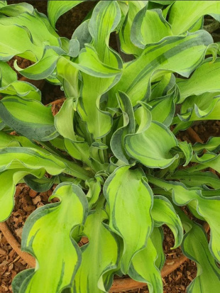 Хоста Гравити Рокс (Gravity Rocks) [S]