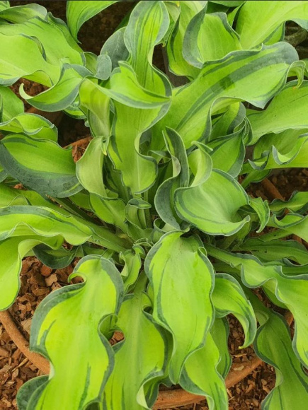 Хоста Гравити Рокс (Gravity Rocks) [S] купить с доставкой