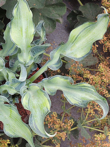 Хоста Гравити Рокс (Gravity Rocks) [S] купить с доставкой