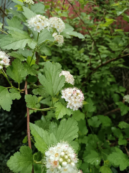 Пузыреплодник Лютеус (Luteus) купить с доставкой