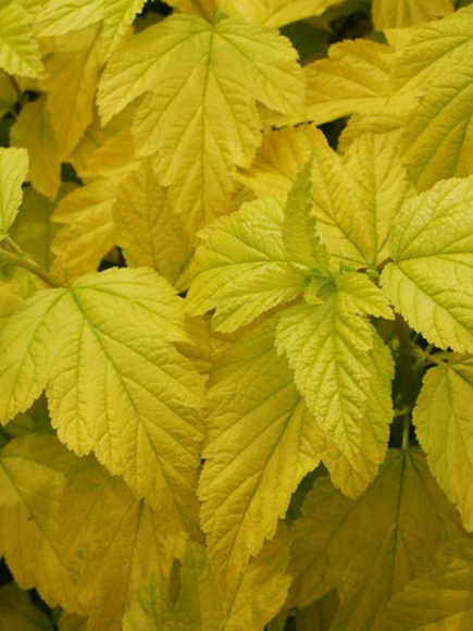 Пузыреплодник Лютеус (Luteus) купить с доставкой