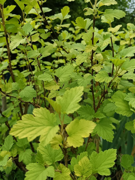 Пузыреплодник Лютеус (Luteus) купить с доставкой