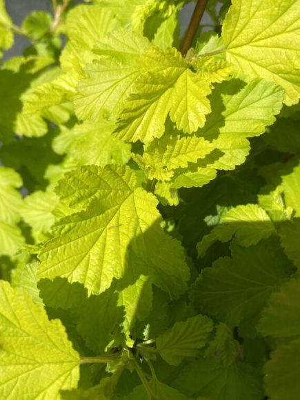 Пузыреплодник Лютеус (Luteus) купить с доставкой