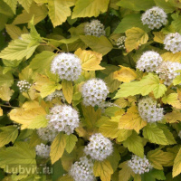 Пузыреплодник Лютеус (Luteus)