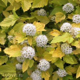 Пузыреплодник Лютеус (Luteus)