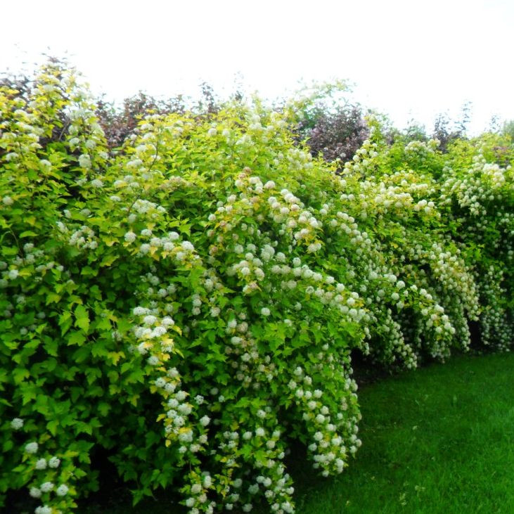 Пузыреплодник калинолистный Лютеус (Physocarpus opulifolius Luteus)