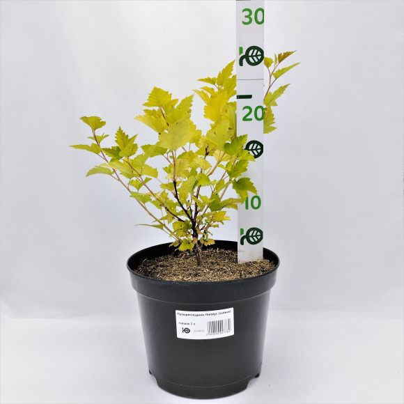 Пузыреплодник Лютеус (Luteus) купить с доставкой