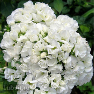 Флокс Тиара (Tiara)