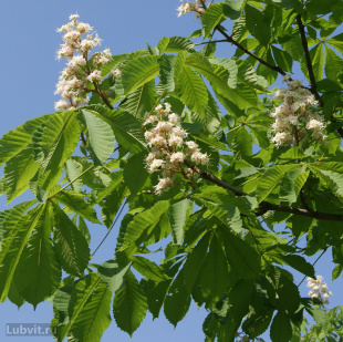 Каштан конский (Aesculus) Каштан конский (Aesculus)