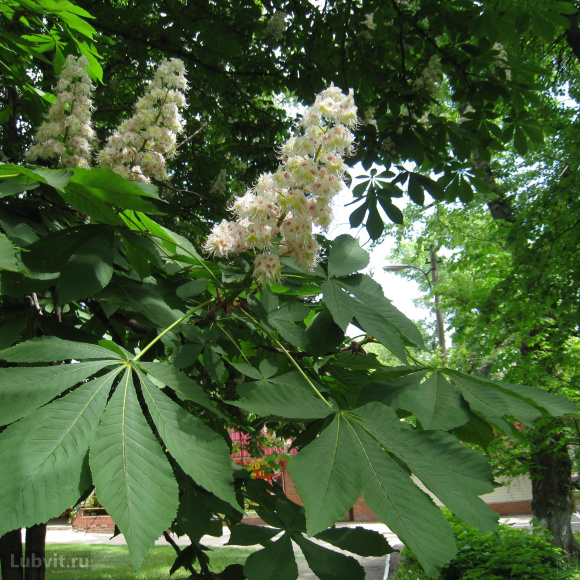 Каштан конский (Aesculus) купить с доставкой Каштан конский (Aesculus) купить с доставкой
