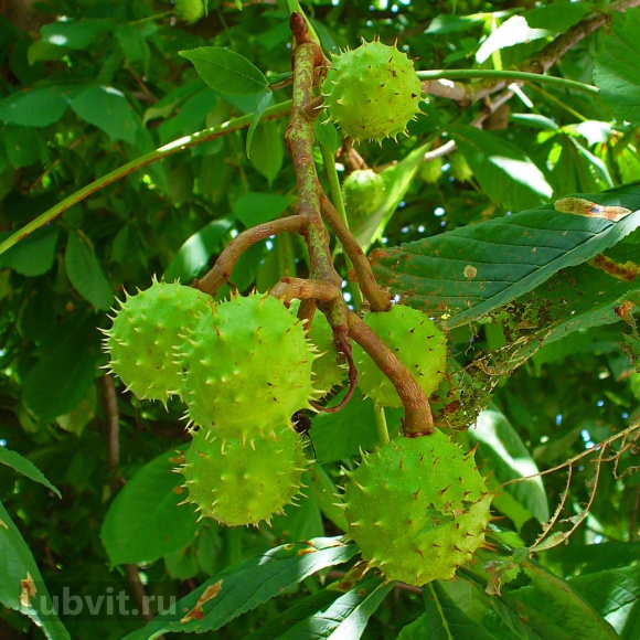 Каштан конский (Aesculus) купить с доставкой Каштан конский (Aesculus) купить с доставкой