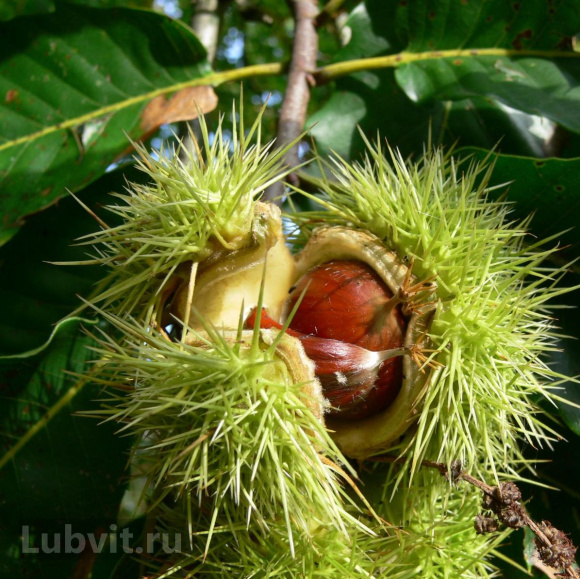 Каштан конский (Aesculus) купить с доставкой Каштан конский (Aesculus) купить с доставкой