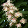 Каштан конский (Aesculus) можно купить недорого с доставкой в питомнике Любвитский