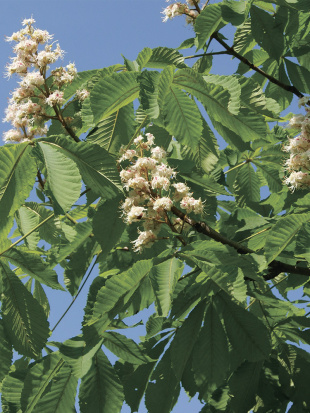 Каштан конский (Aesculus)