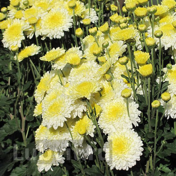 Хризантема корейская Вероника купить с доставкой