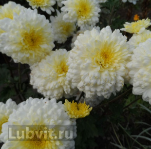 Хризантема корейская Вероника