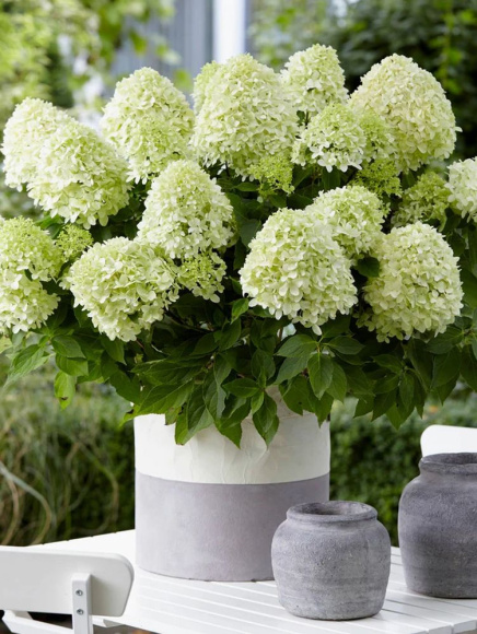 Гортензия Литл Спуки (Little Spooky) метельчатая купить с доставкой