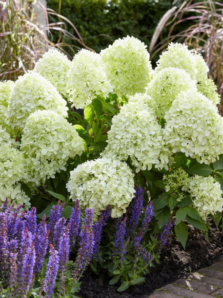 Гортензия Литл Спуки (Little Spooky) метельчатая купить с доставкой