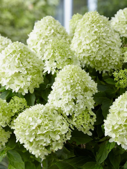 Гортензия Литл Спуки (Little Spooky) метельчатая купить с доставкой