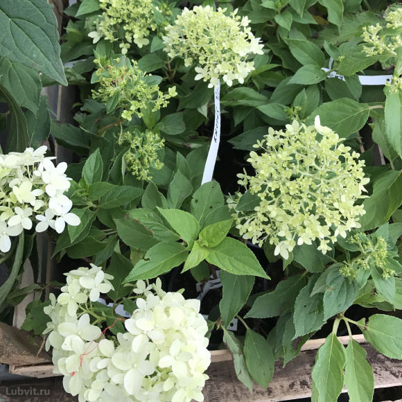 Гортензия Литл Спуки (Little Spooky) метельчатая купить с доставкой