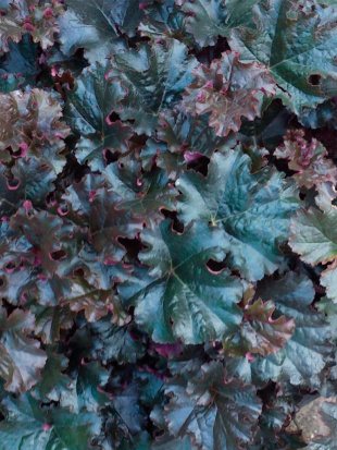 Гейхера Ворлд Кафе Эспрессо (World Caffe Espresso)